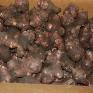 지리산 자색 돼지감자 (뚱단지) 10kg 무료배송